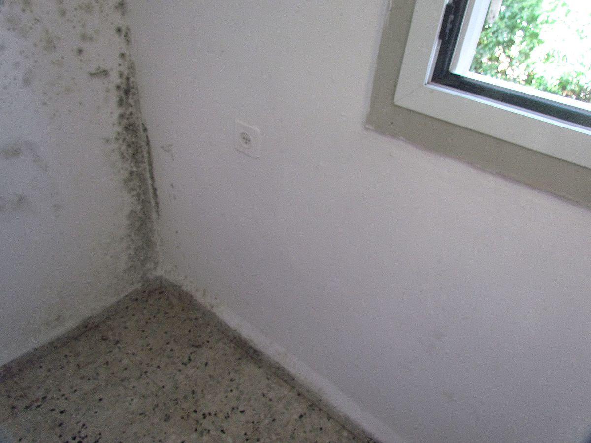 an example of black mould in someone's home.