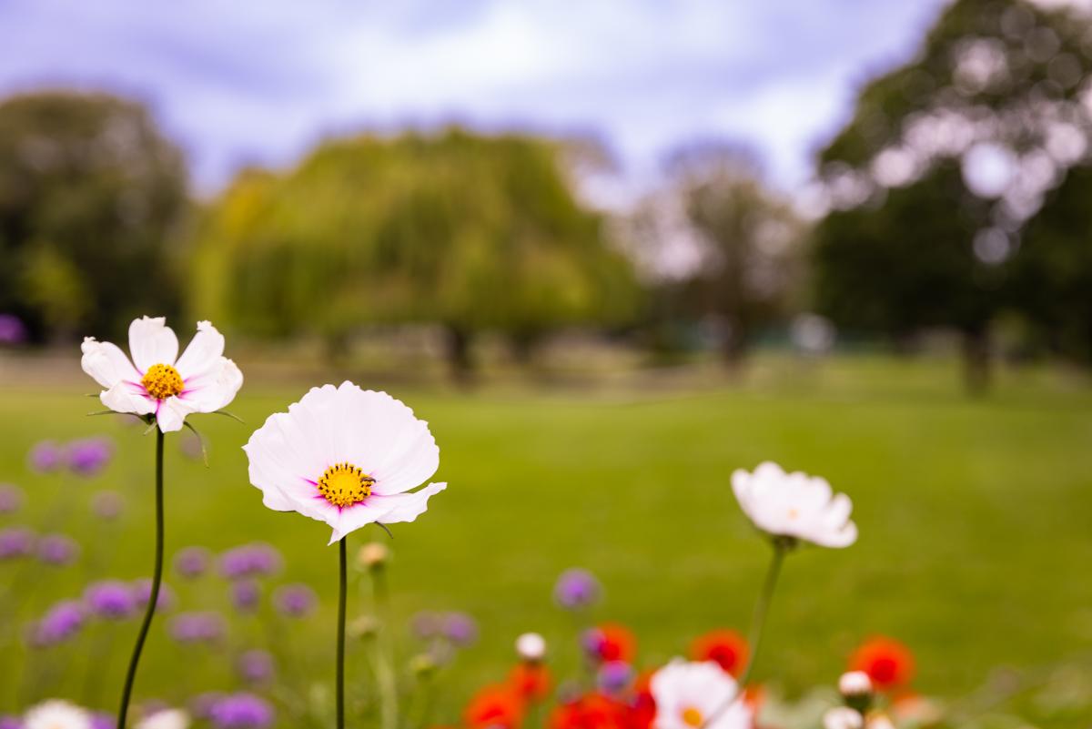 Wild flowers 