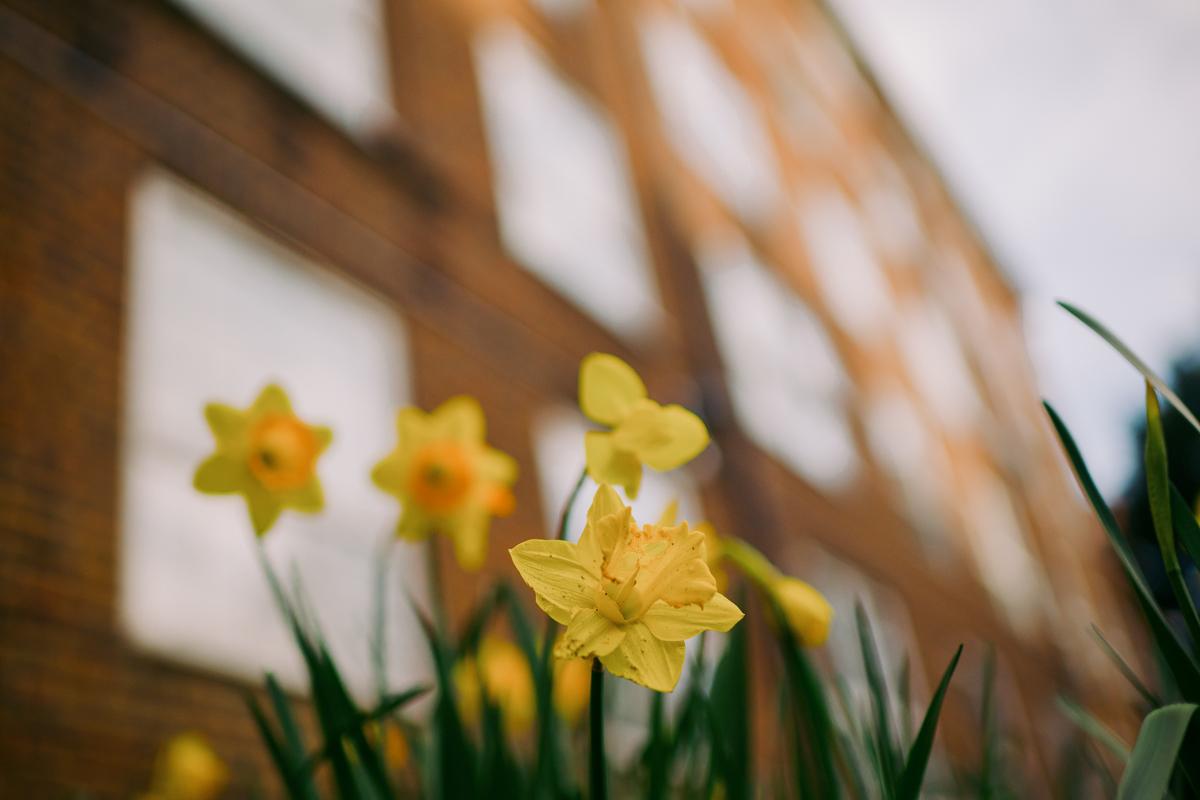 photograph of council housing with daffodils in the foreground