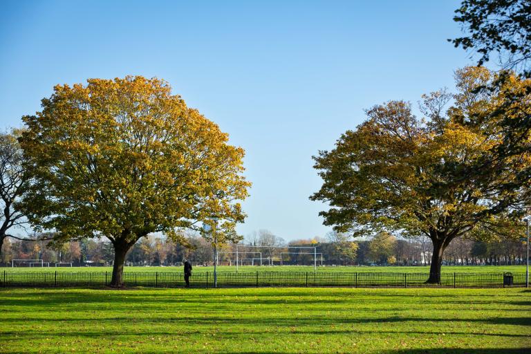 Two trees in a park.