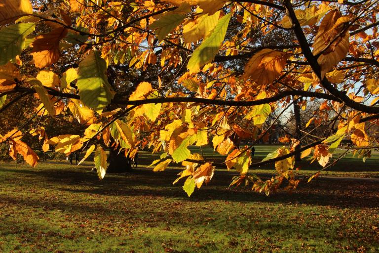 Autumn leaves in Blackheath