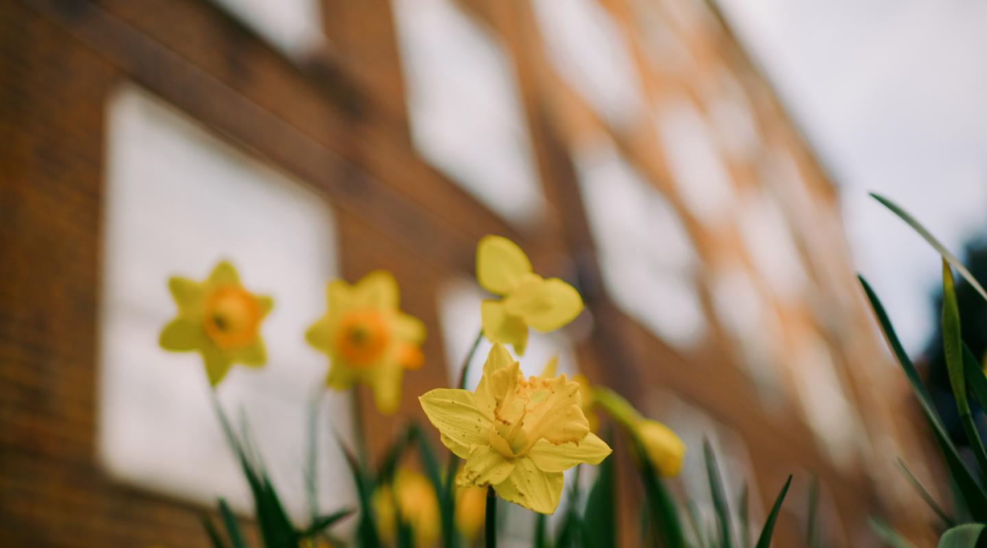 photograph of council housing with daffodils in the foreground