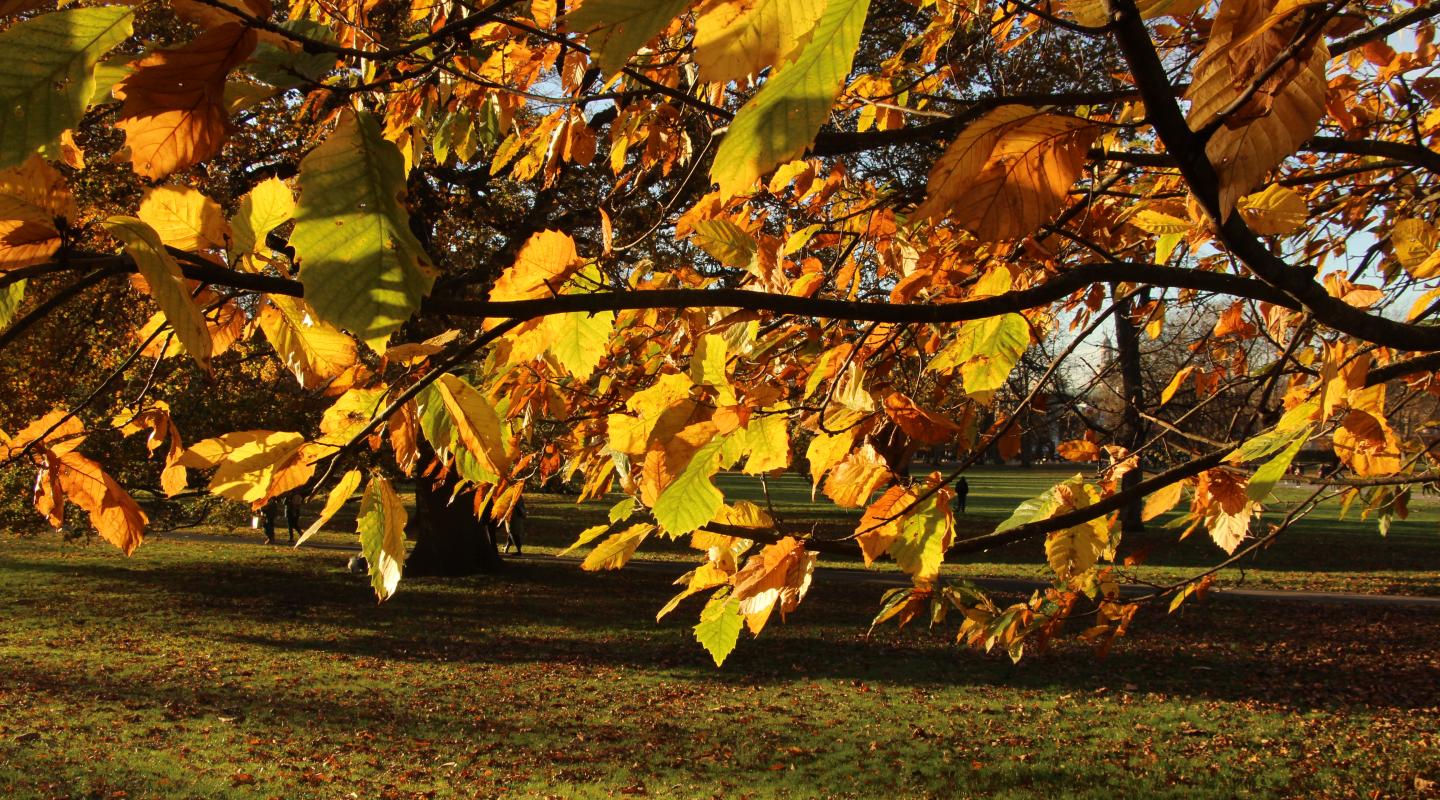 Autumn leaves in Blackheath